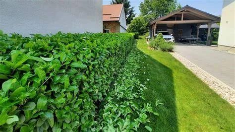 Garden and hedge maintenance